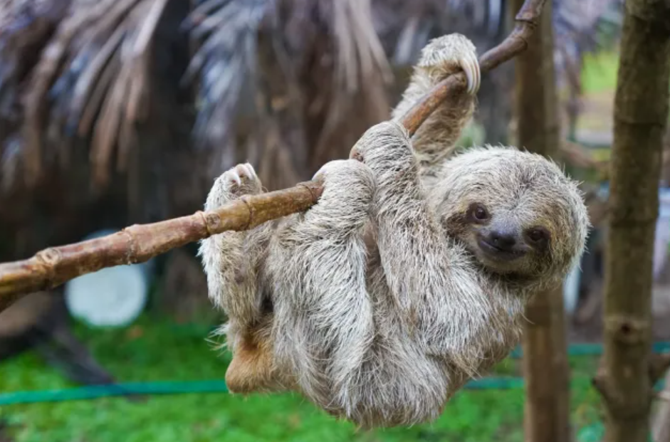 Sloth Sanctuary, Limón Province, Costa Rica